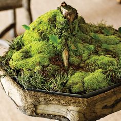 a table with moss on top of it