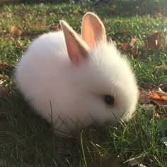 a small white rabbit sitting in the grass