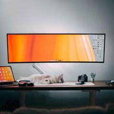 a cat laying on top of a desk next to a monitor