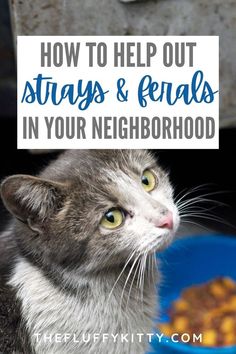 a gray and white cat sitting in front of a bowl of food with the words how to help out strays & friends in your neighborhood