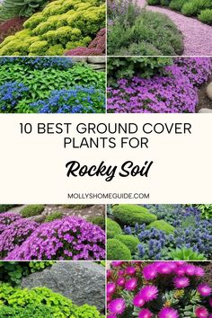 Transform your rocky soil into a stunning oasis with our selection of ground cover plants. Whether you're looking for colorful rock garden plants or easy-care perennials, we've got you covered. Discover the best succulents for rock gardens and learn how to make a rock garden using permaculture principles to fix those rocky soils. Say goodbye to barren patches and hello to beautiful, thriving ground cover plants that can thrive in even the most challenging conditions. Let's transform your landsca Permaculture Principles, Rock Gardens, Starry Night Sky