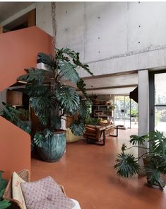 a living room filled with lots of potted plants