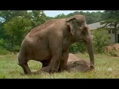 an elephant standing next to a baby elephant on top of a lush green field with trees in the background