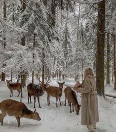 a woman standing in the snow surrounded by deer