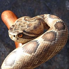 a close up of a snake on a wooden stick