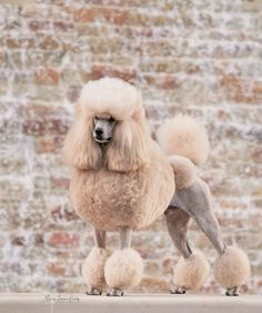 a poodle standing in front of a brick wall