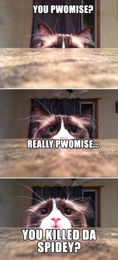 the cat is peeking out from behind some wooden planks with caption that says, you plowise? really pwomise you killed da spider?