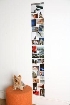 a small dog sitting on top of an orange ottoman in front of a tall wall