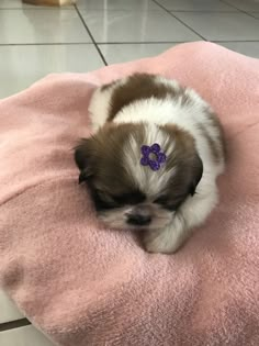 a small brown and white dog laying on top of a pink pillow with a purple bow