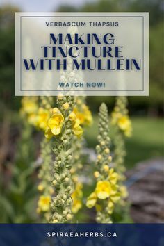 |Spiraea Herbs with Correne Omland| Have you ever been out driving and seen those long tall Mullein spikes and wondered ‘what’s that good for?’ A wonderful plant for making medicine and herbal remedies for the respiratory system, everyone should get to know Mullein and how it can help support our bodies. Learn how to make tincture (which is an alcohol extraction) with this plant by clicking and checking out the video! Making Medicine, Respiratory System, Our Body, Getting To Know, Wonder