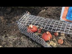 some mushrooms are growing on the ground near a cell phone and an electronic device in the background