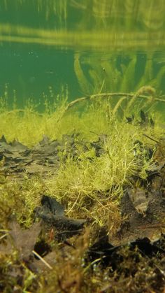 an underwater view of grass and rocks in the water