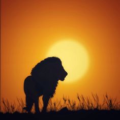 a lion silhouetted against the setting sun