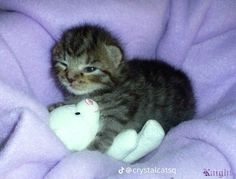 a small kitten laying on top of a stuffed animal