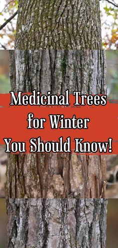 the words medical trees for winter you should know