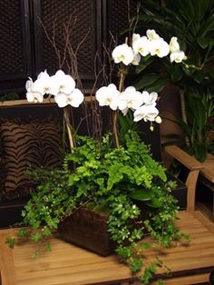 some white flowers and green plants in a room