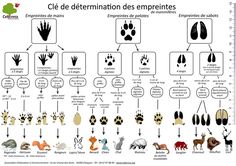 an animal's life cycle is shown in the diagram below, as well as other animals