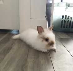 a small white and brown cat laying on the floor next to a door with a basket