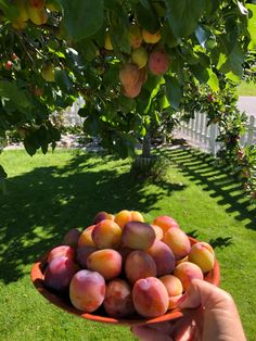 a person holding a bowl full of peaches in front of a fenced yard