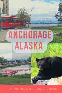 a black bear laying on top of a lush green field next to a red bus