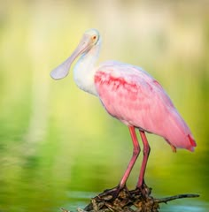 a pink and white bird standing on top of a tree branch in the middle of water