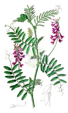 a drawing of some purple flowers and green leaves