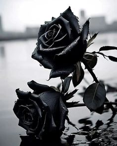 two black roses sitting on top of a wet surface