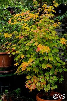 two potted plants with yellow and red leaves in the middle of some green bushes