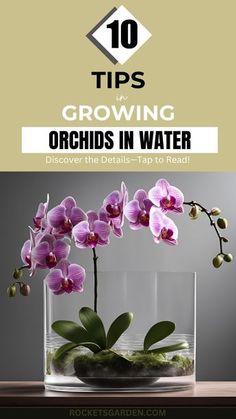 orchids in water with text overlay reading 10 tips growing orchids in water