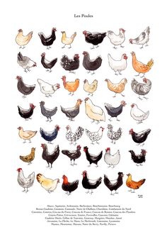 an illustrated book with chickens and roosters on it