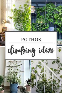 pothos climbing ideas Pothos Plant Ideas, Pathos Vine Ideas, Large Pothos Indoor, Pothos Wall Climbing Ideas, Pothos Hanging Ideas, Pothos Trailing Ideas, Pothos Vine Ideas, Pothos Ceiling, Pothos Bathroom