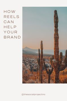 a cactus with the words how reels can help your brand in white over it