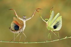 two large bugs standing on top of a green branch next to each other with their legs stretched out