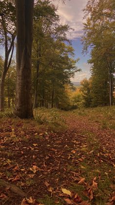 a dirt path in the middle of a forest with lots of leaves on the ground