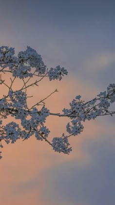 a tree branch with white flowers in front of a pink and blue sky at sunset