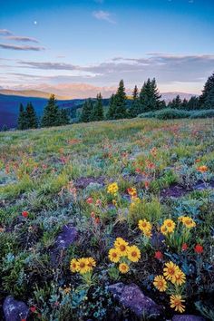 an open field with flowers and trees in the background