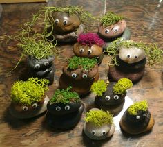 there are many potted plants with googly eyes on them and moss growing out of them