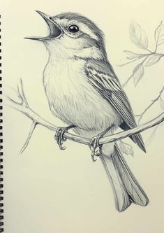 a pencil drawing of a bird on a tree branch