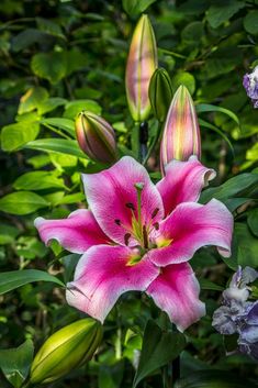 a pink and white flower in the middle of some green leaves with other flowers around it