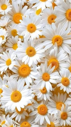 many white and yellow daisies are arranged together