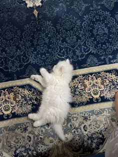 a small white cat laying on it's back in front of a blue rug