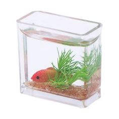 a small red fish in a clear glass container filled with water and plants on the side