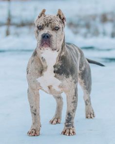 a gray and white dog standing in the snow