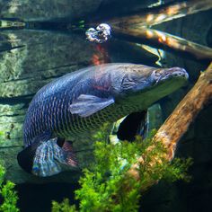 a large fish swimming in an aquarium next to some trees and rocks with algae growing on it