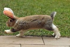 a small brown and white bunny rabbit running across a yard with a frisbee in it's mouth