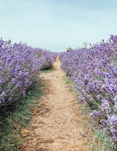 a dirt road surrounded by lots of purple flowers in the middle of a lavender field