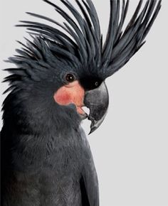 a close up of a bird with feathers on it's head and beaks