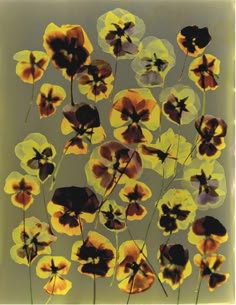 an image of some flowers that are in the air with yellow and black petals on them