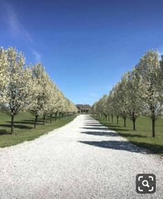 the road is lined with trees on both sides, and there are white flowers in bloom