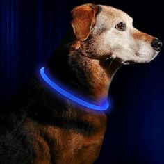 a dog with a glowing collar on